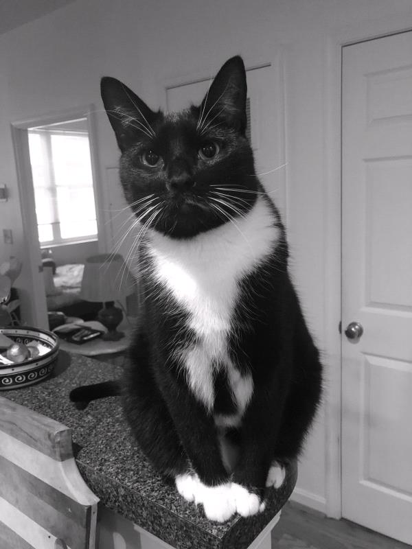 /Images/uploads/Humane Rescue Alliance/HRACalendarPhotoContest/entries/8705thumb.jpg